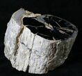 Polished Blue Forest Petrified Wood Limb ( oz) #19506-1